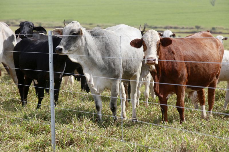 Farm Fence with Livestock